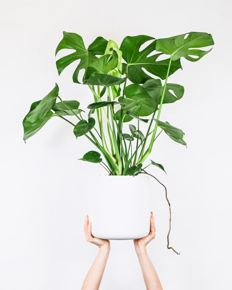 ZZ Plant