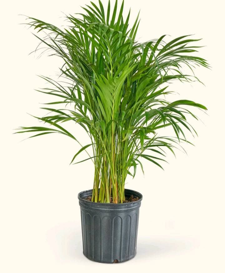 Bamboo Palm